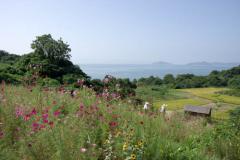 手前に花が咲いており遠くに田んぼと海が見えている景色の写真