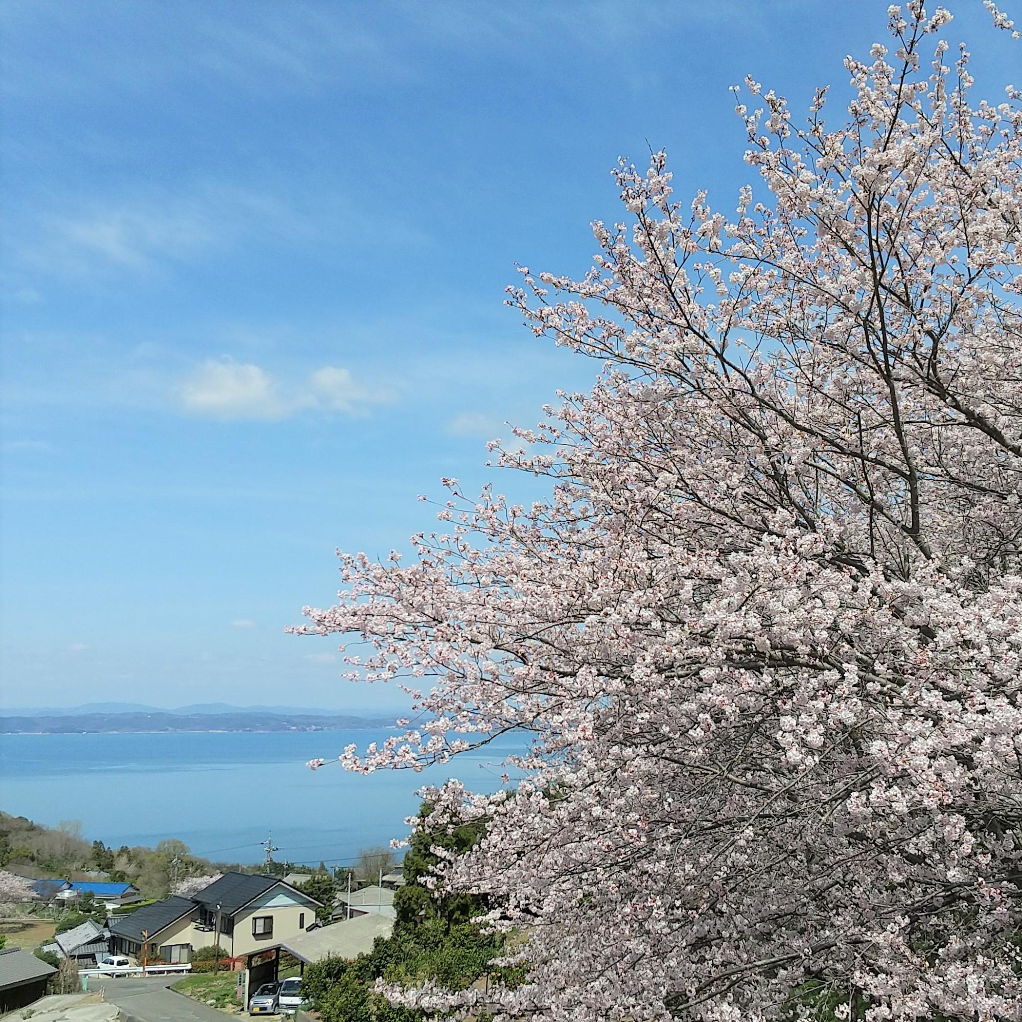馬越の桜