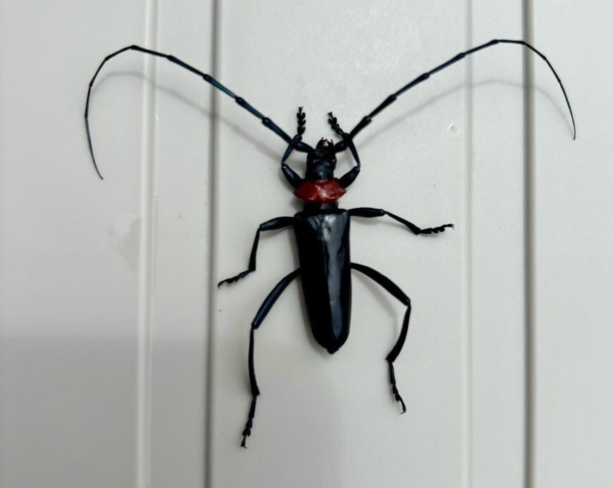 クビアカツヤカミキリの成虫
