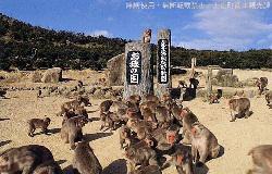 お猿の国で猿が沢山集まっている写真