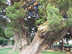 宝生院のシンパクの大きな木の写真