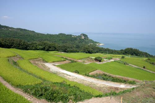 緑の稲が植えられてある棚田の上からの景色で奥に海が見える写真