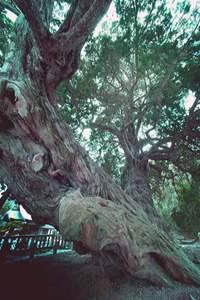 幹の根元が太く大きく、三方向に分かれている、樹齢の古い宝生院のシンパクの木の写真