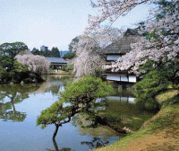 池のある庭園に桜が咲いている写真